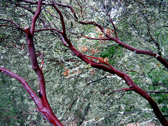 Guess This Tree Guess This Tree