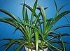Name This Houseplant