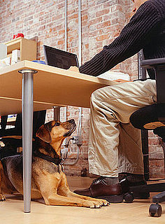 Pet-Proofing Your Home: Tech Edition
