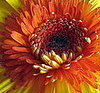 Plants That Purify:  Chrysanthemum
