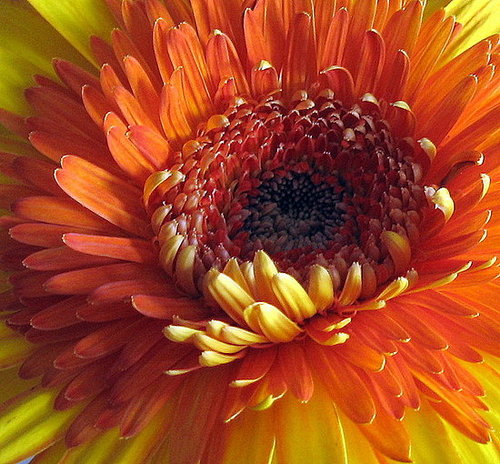 Plants That Purify:  Chrysanthemum