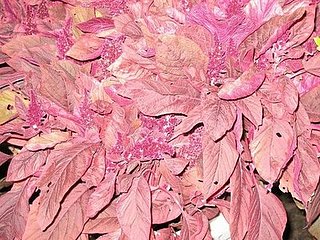 Name This Plant