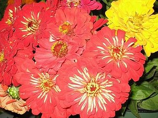 Name This Flower