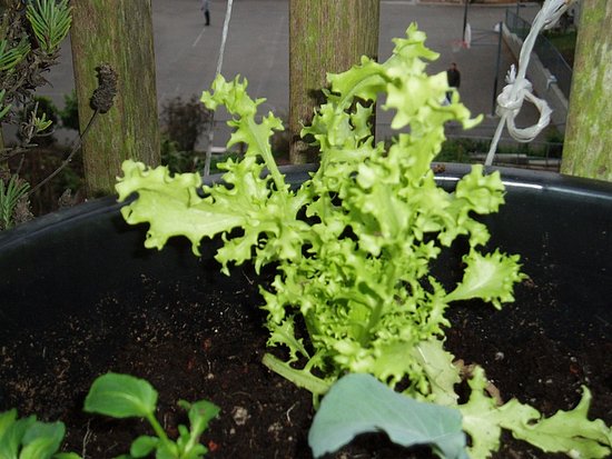 Name This Plant