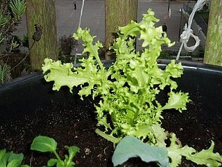 Name This Plant