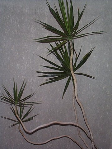 Plants That Purify:  Dracaena