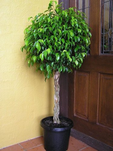 Plants That Purify:  Ficus