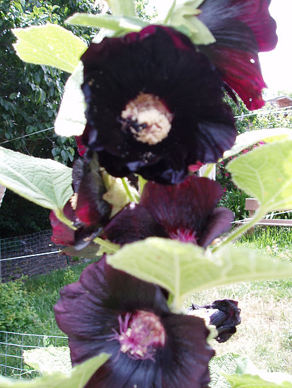 Name This Flower Name This Flower