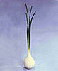 Weird Furniture:  Scallion Coat Rack
