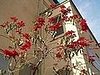 Midday Muse: A Prodigious Pointsettia 