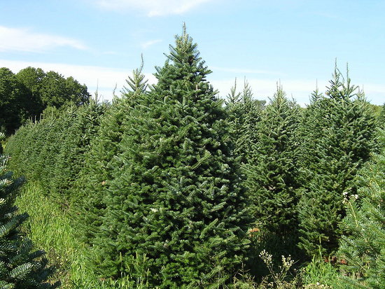 Name This Christmas Tree Name This Christmas Tree