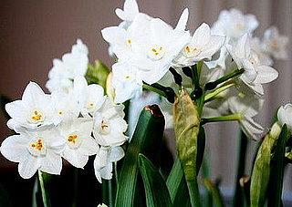 Name This Flower