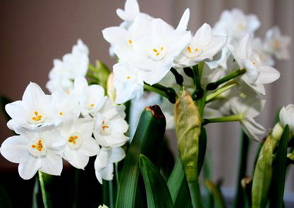 Name This Flower