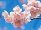 cherryblossoms cherryblossoms