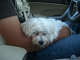 My baby bents, needed a haircut