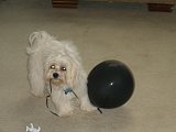 loving the balloon