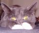 myoshi's picture