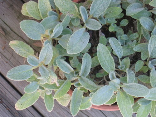 Lamb's Ear -- Easy to Grow!