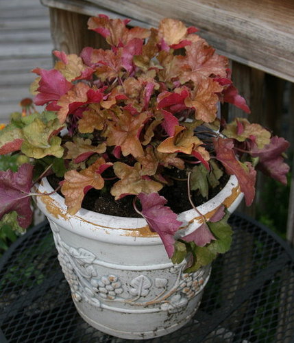 Coral Bells - Beautiful Plant