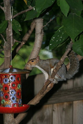 Backyard Birds