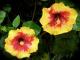 starrose's picture