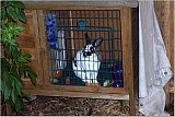 my rabbit Oliver