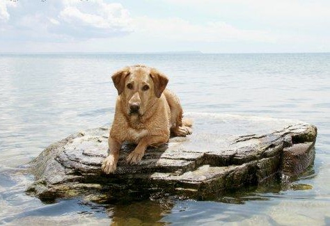 Man's Best Friend