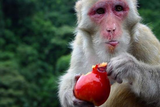 Stop Monkeying Around and Wear Sunscreen