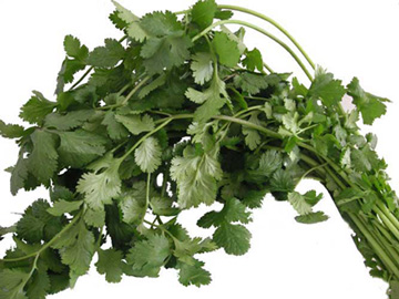 Cilantro Kills Bacteria So You Don't Have To
