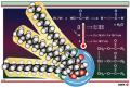 What's the Deal with: Triglycerides