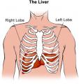 Love Your Liver