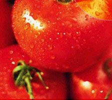 You Say Tomato; I Say Purple Tomato