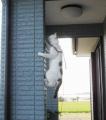 Spider-Cat