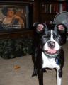 Pet of the Week!