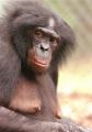 Ape Engages in Monkey Business