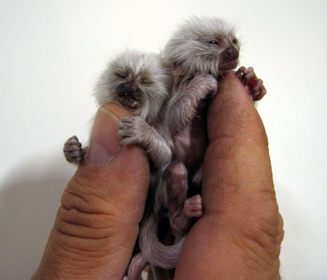 You want monkeys?! We got your monkeys right here!