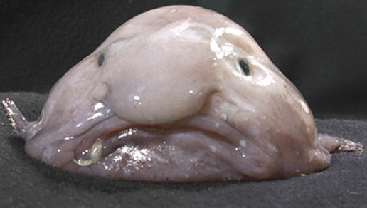 Meet Mr. Blobby