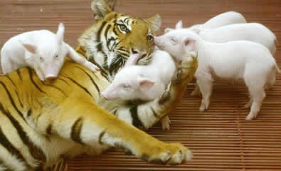 More Interspecies Love