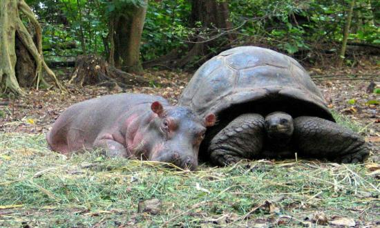 130-Year-Old Male Tortoise Adopts Baby Hippo
