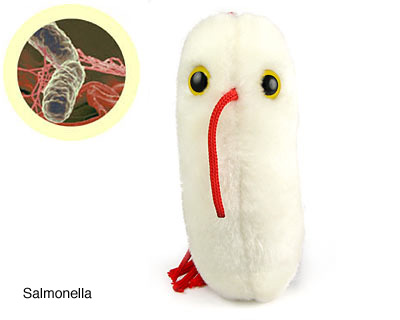 salmonella salmonella