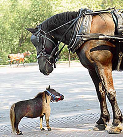 Thumbelina: The World's Smallest Horse
