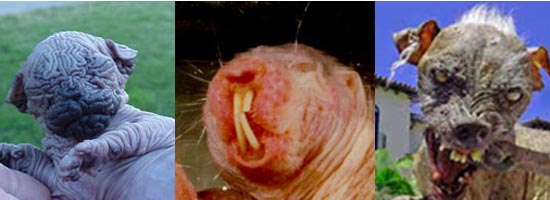 Vote Now! Which Critter Is the Ugliest?