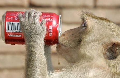 Another Coke Head!
