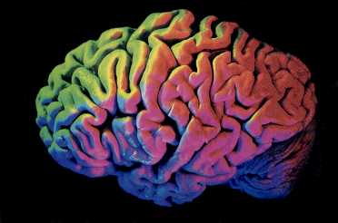Brain Enhancement Anyone?