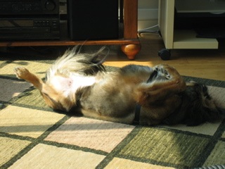 My dog thinks he is a bat...