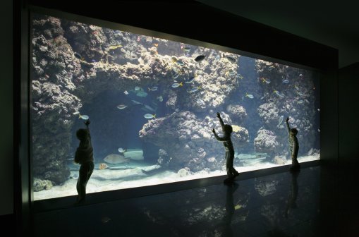 Take Great Photos In An Aquarium