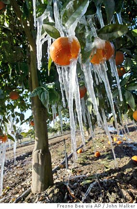 Produce + Big Freeze = Big Bucks at the Supermarket