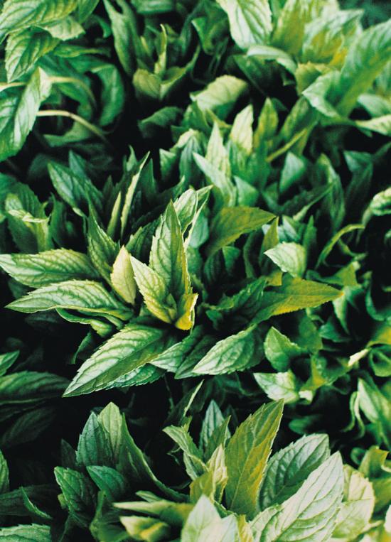 Secret Ingredient: Peppermint