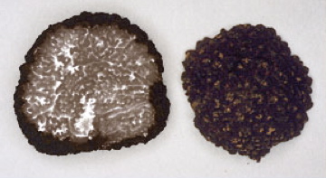 Truffle
