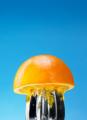 What's In Season: Citrus